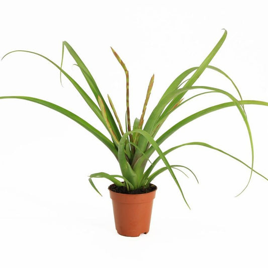 Aquarium plant mix 10cm 5cm Pot