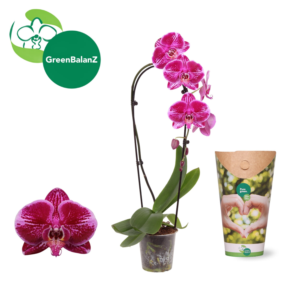 Phalaenopsis Elegant cascade 65cm 12cm Pot