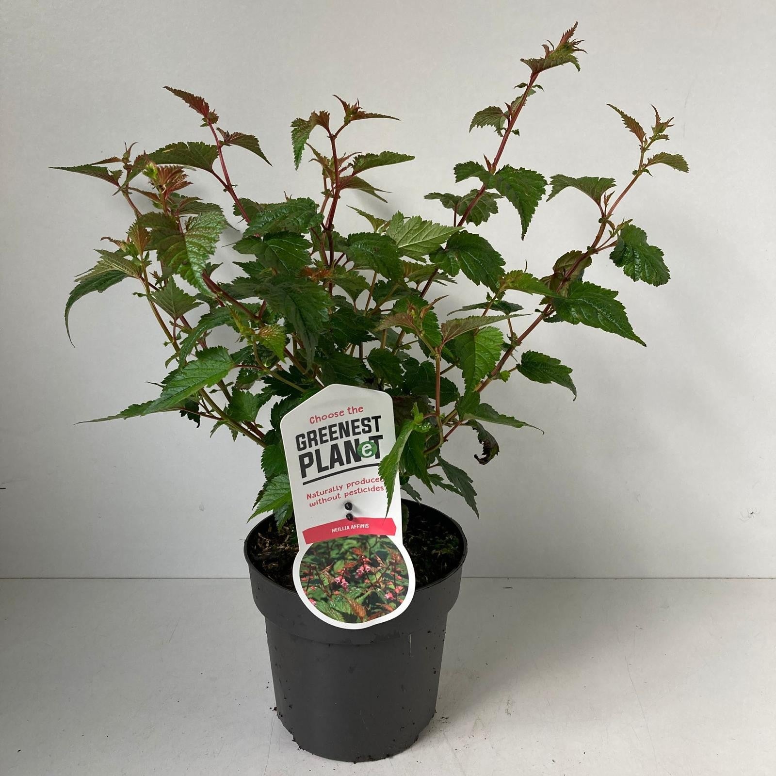 Neillia affinis 35cm 17cm Pot