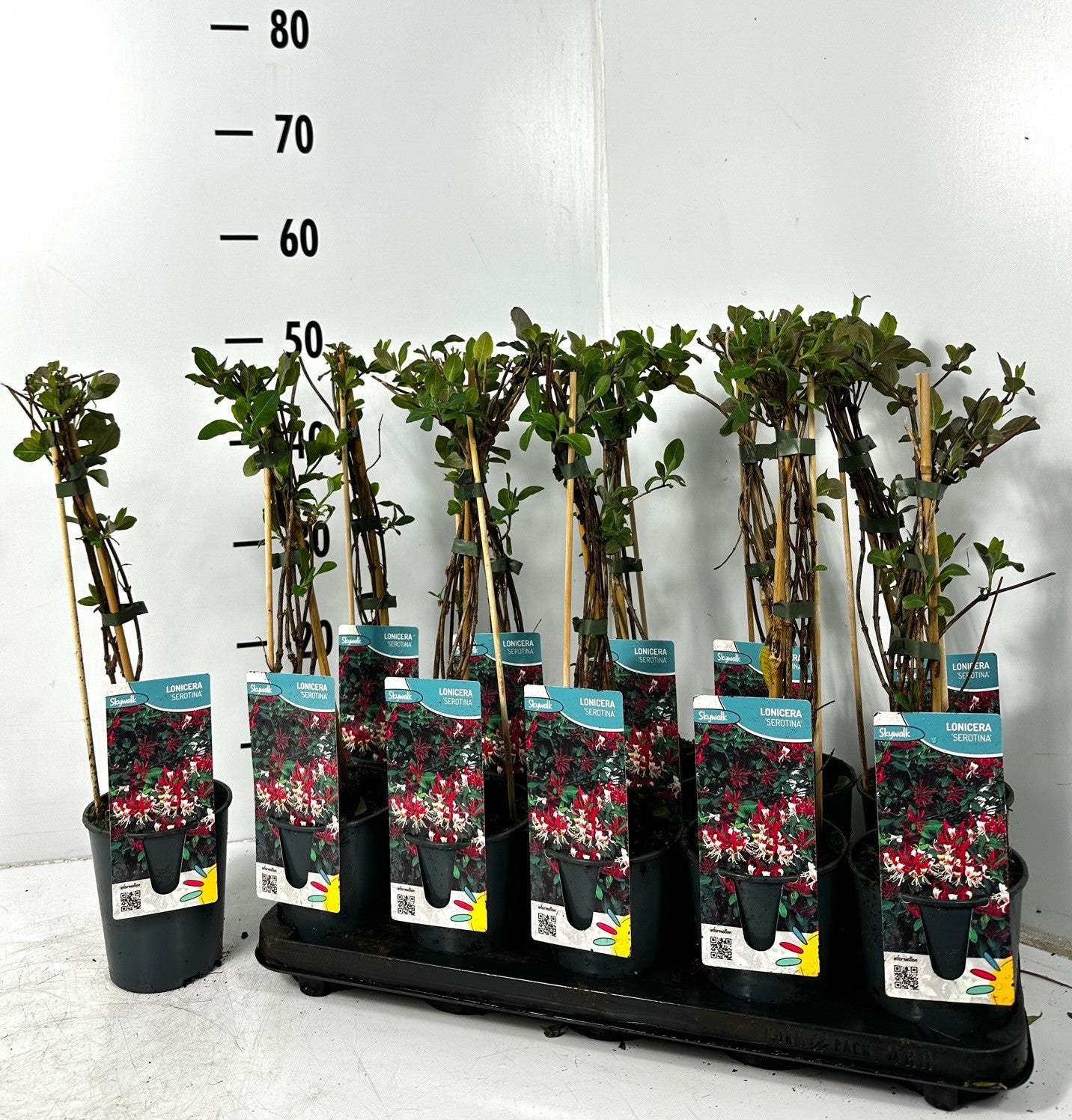 Lonicera involucrata serotina 50cm 12cm Pot