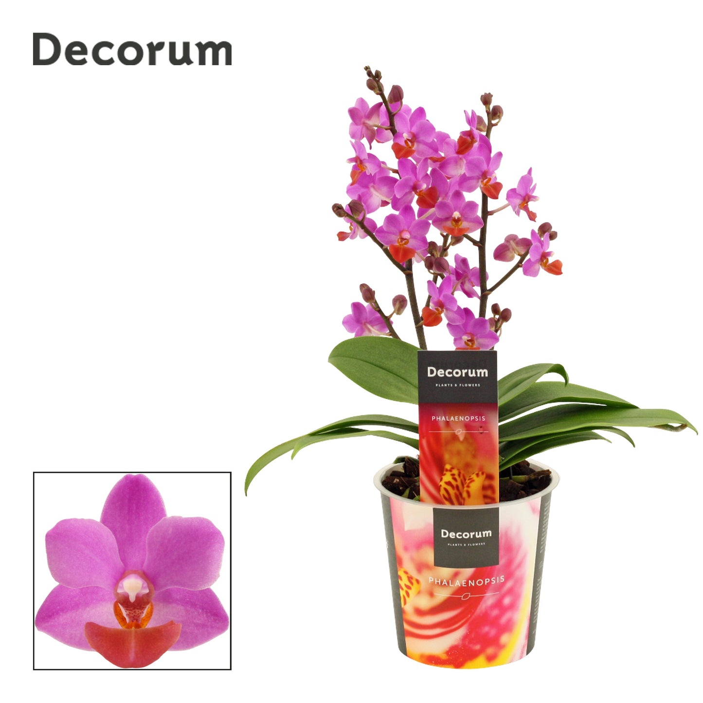 Duijn-Hove BV, kwekerij Phalaenopsis mf. Table Mystery Pack of 6