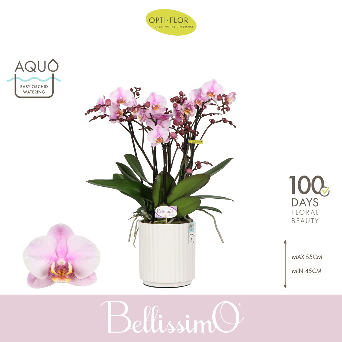 Phalaenopsis pink 50cm 15cm Pot