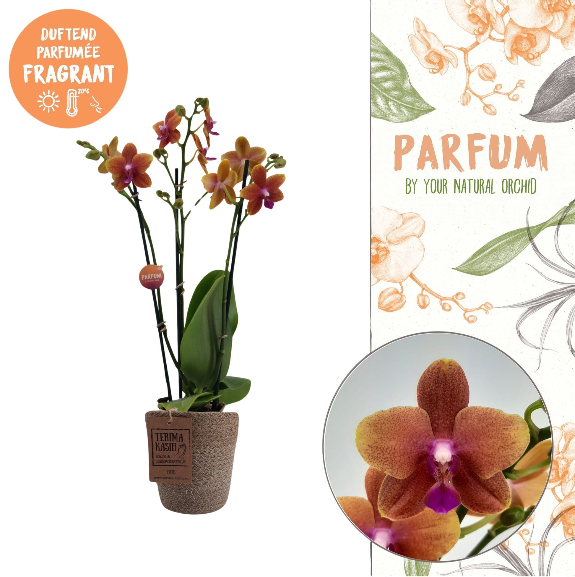 Phalaenopsis mf. Bolgheri 45cm 12cm Pot