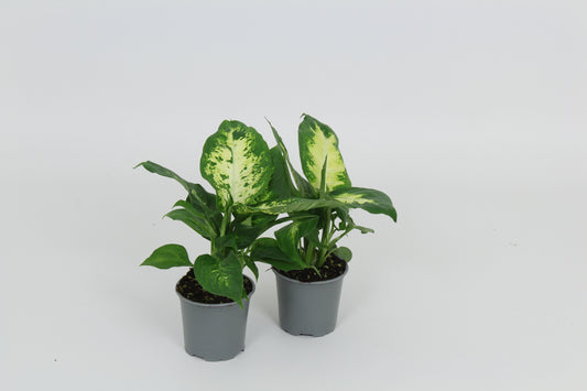 Dieffenbachia mix 28cm 8.5cm Pot