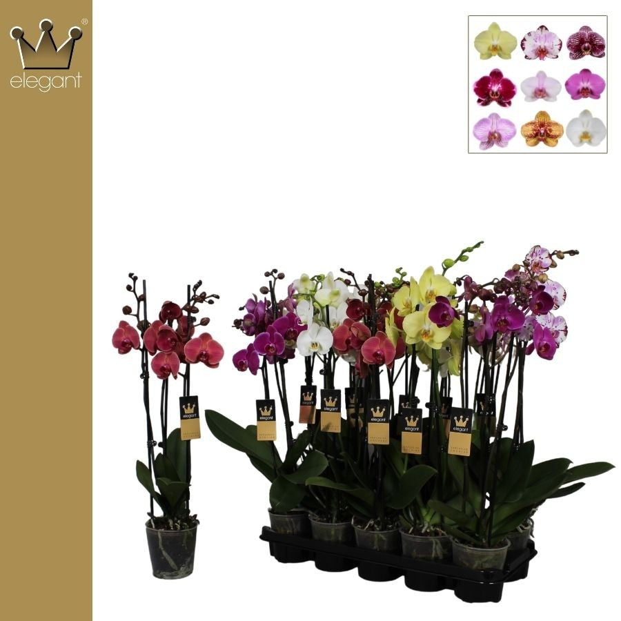 Phalaenopsis mix 55cm 12cm Pot