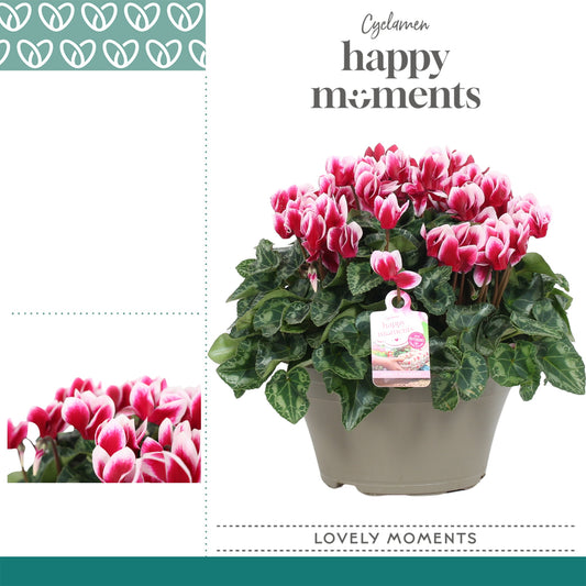 Cyclamen Lovely Moments 30cm 22cm Pot