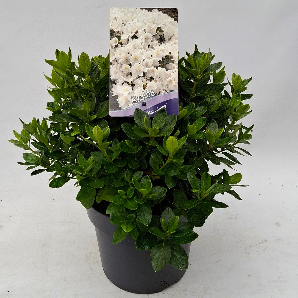Rhododendron japonicum 30cm 19cm Pot