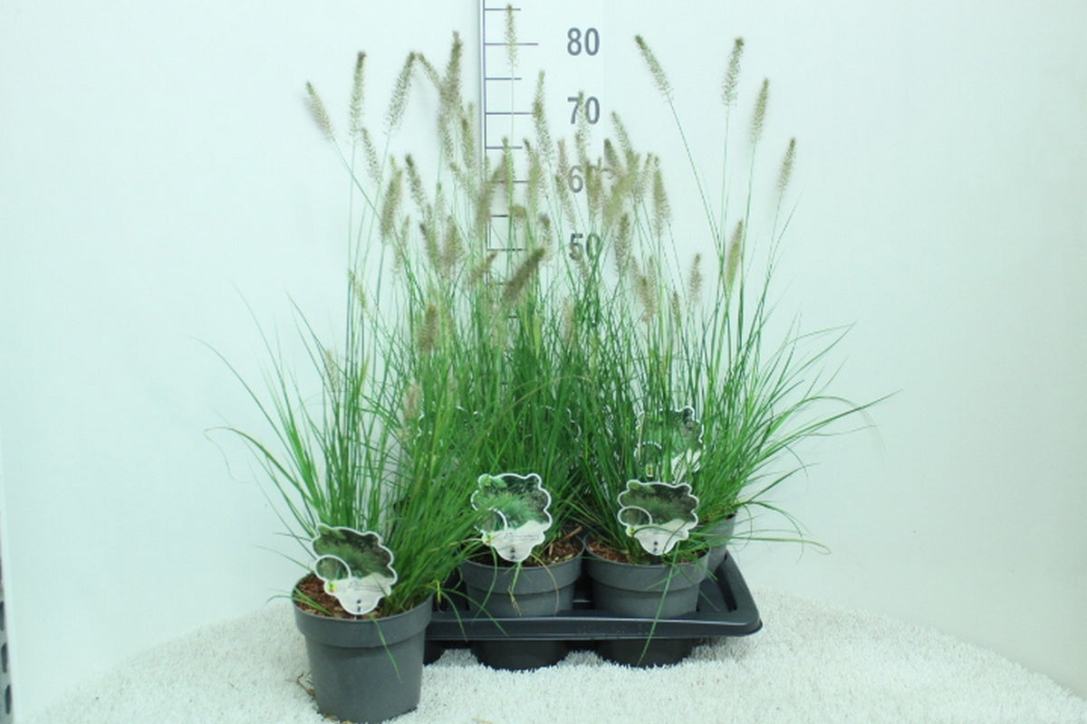 Pennisetum Hameln 80cm 17cm Pot