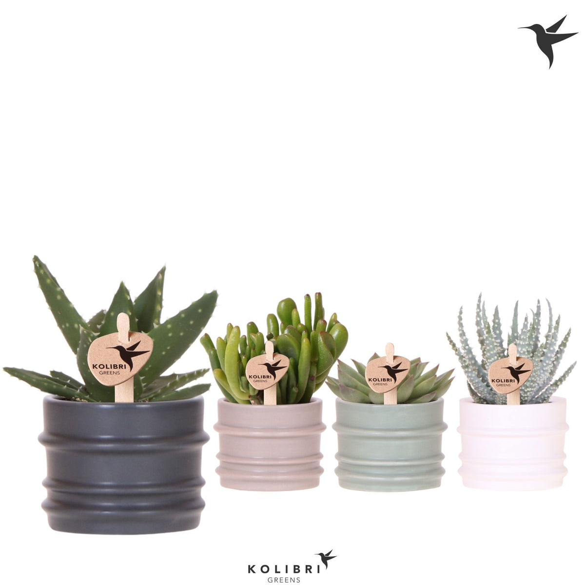 Succulent mix 13cm 6cm Pot