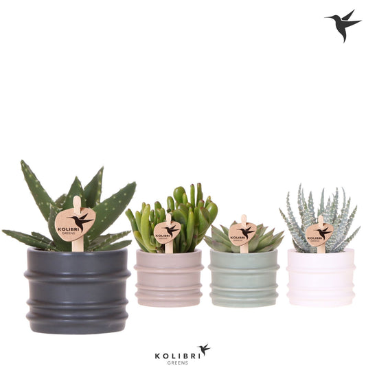 Succulent mix 13cm 6cm Pot
