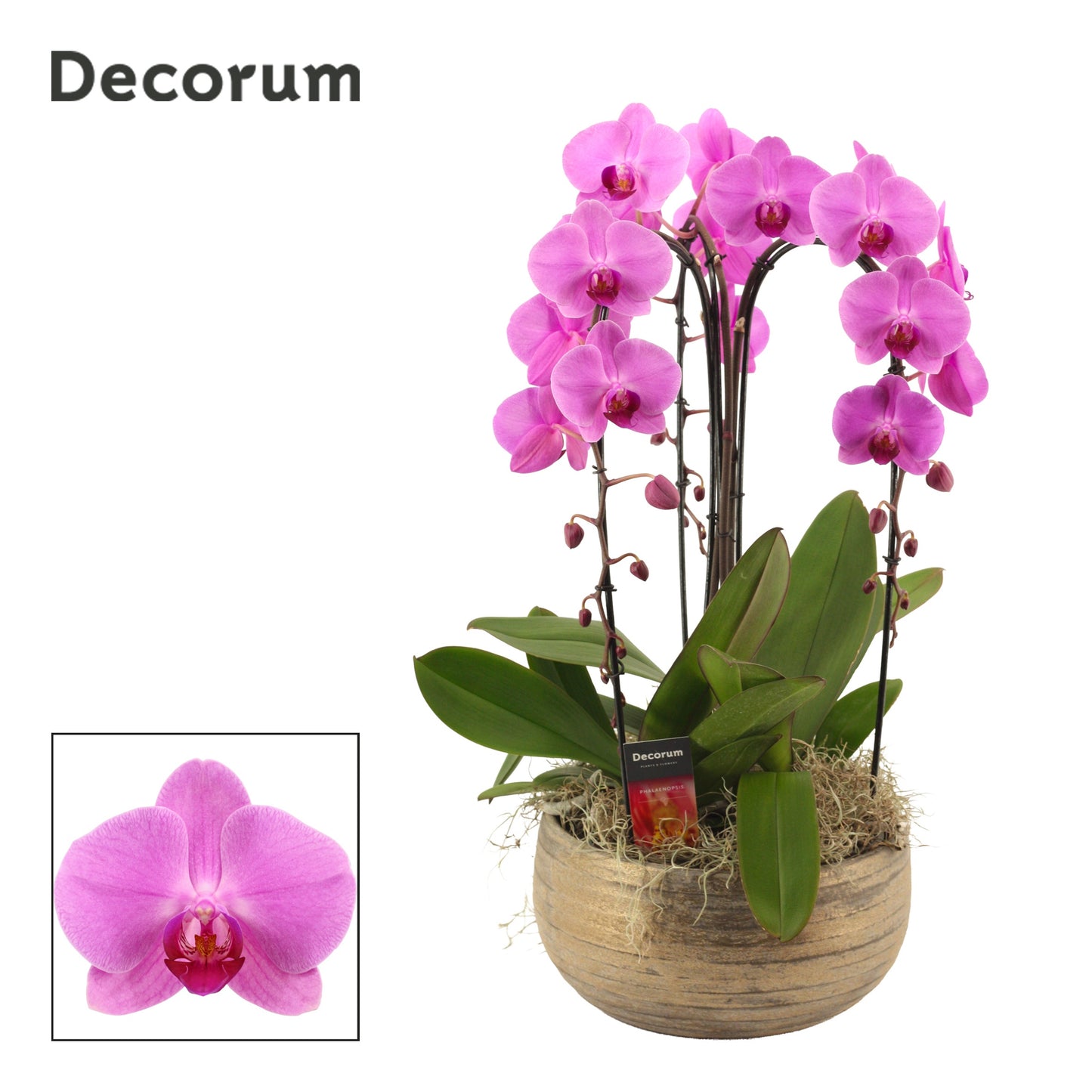 Phalaenopsis pink 55cm 27cm Pot