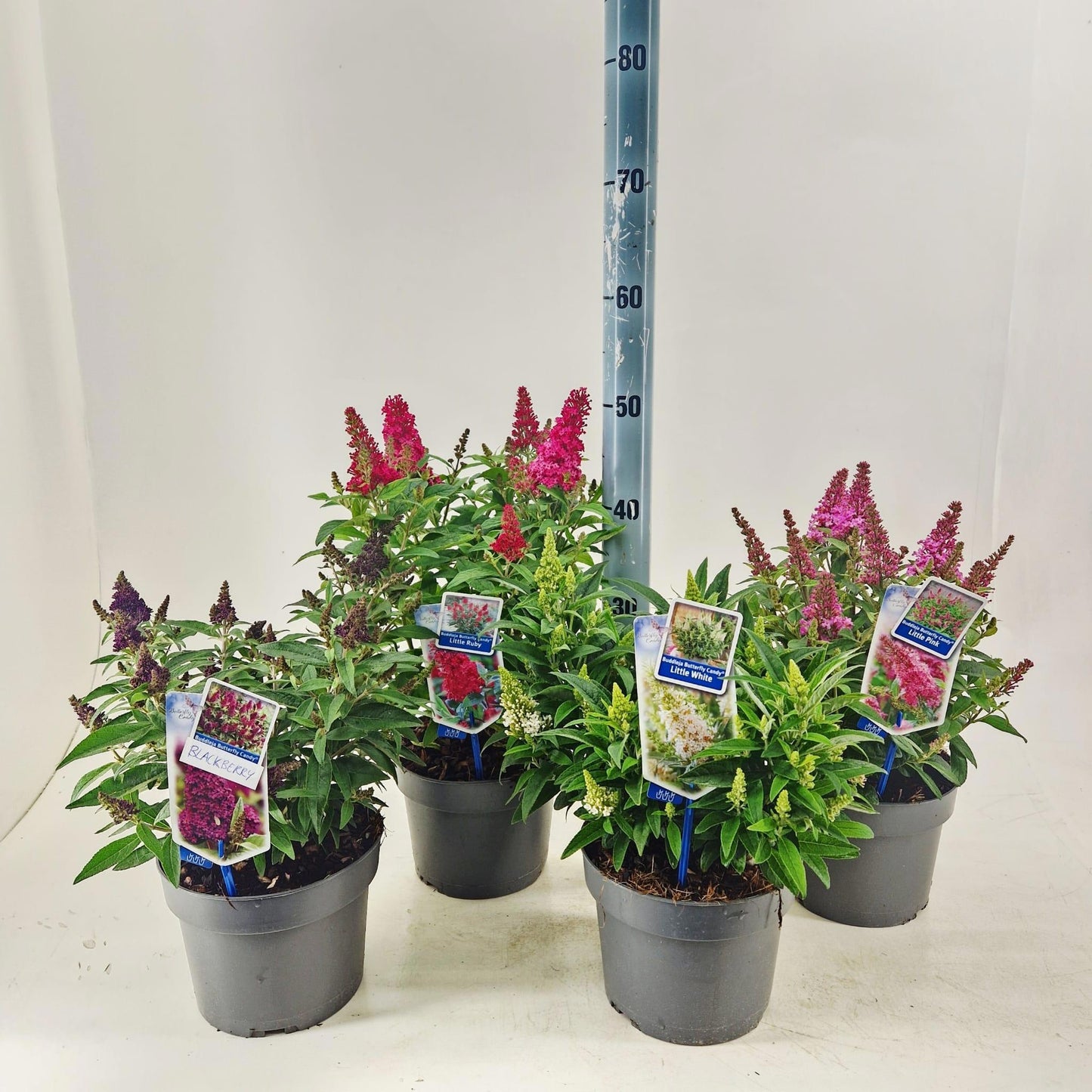 Buddleja Butterfly Candy mix 45cm 19cm Pot