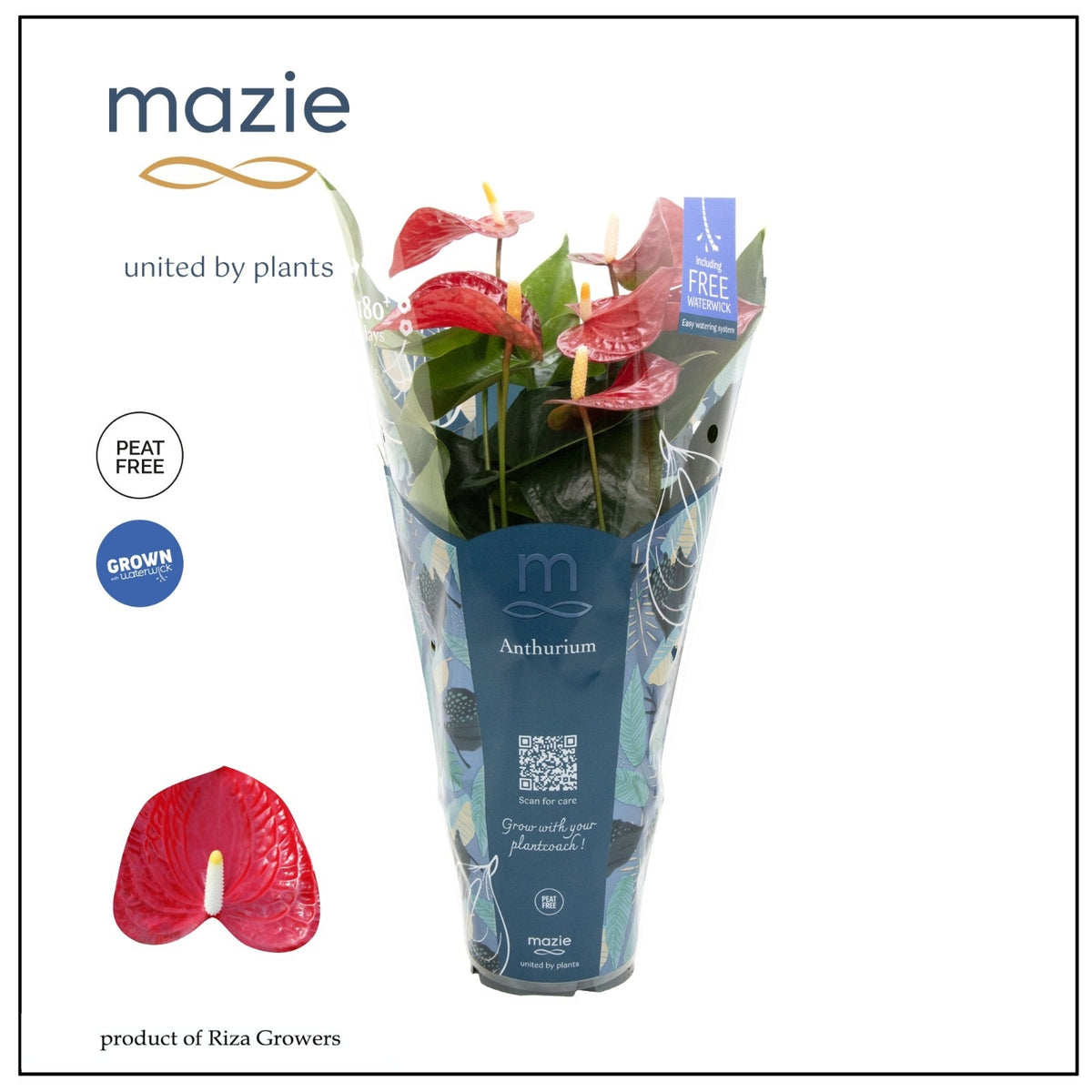 Anthurium Karma Red 45cm 12cm Pot