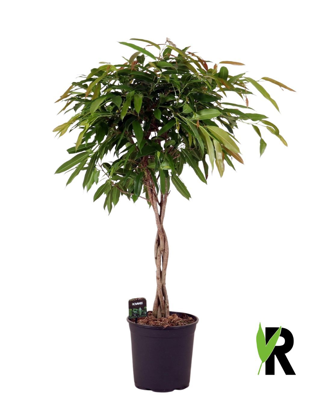 Ficus Amstel King 120cm 27cm Pot
