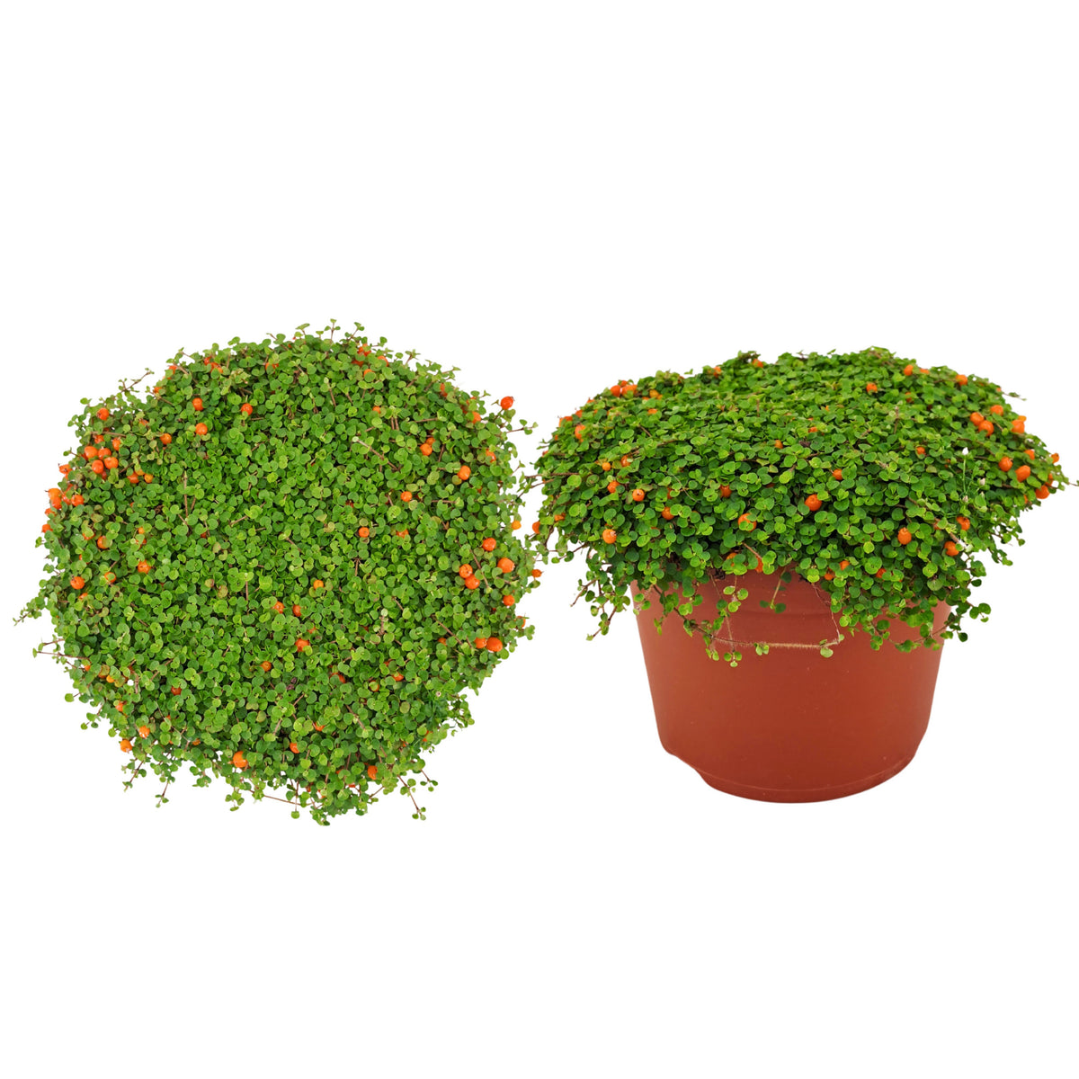 Nertera Astrid 15cm 12cm Pot