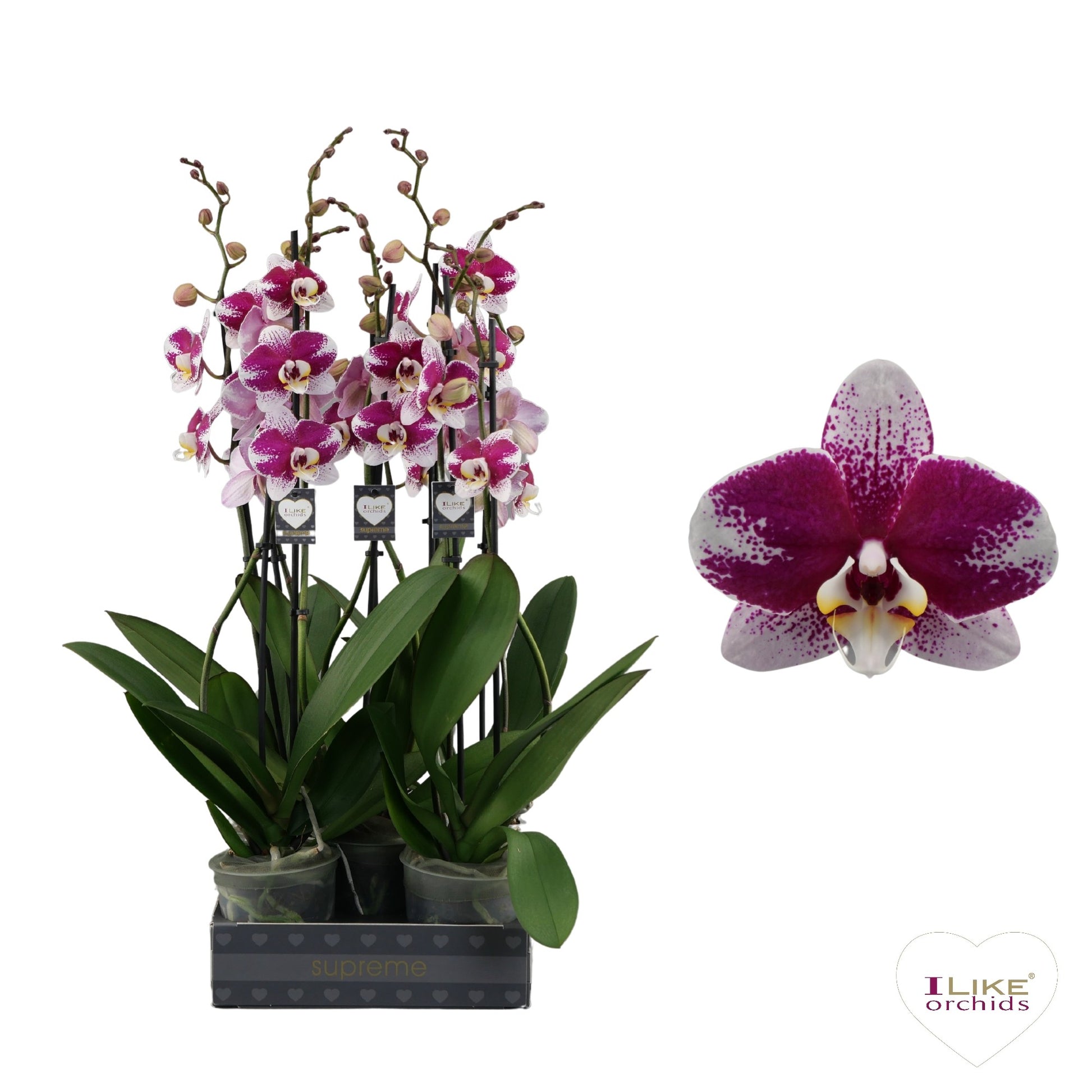Levoplant BV Phalaenopsis Barcelona Pack of 6