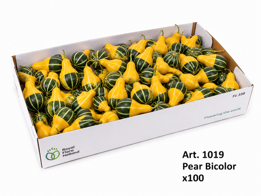 Cucurbita Indian mix 4cm 4cm Pot