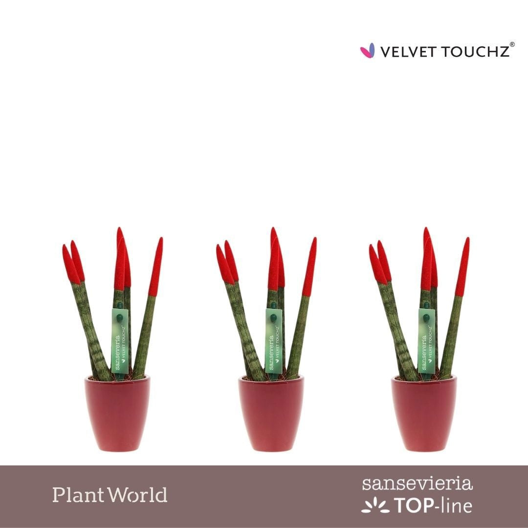 Sansevieria cylindrica 18cm 6cm Pot