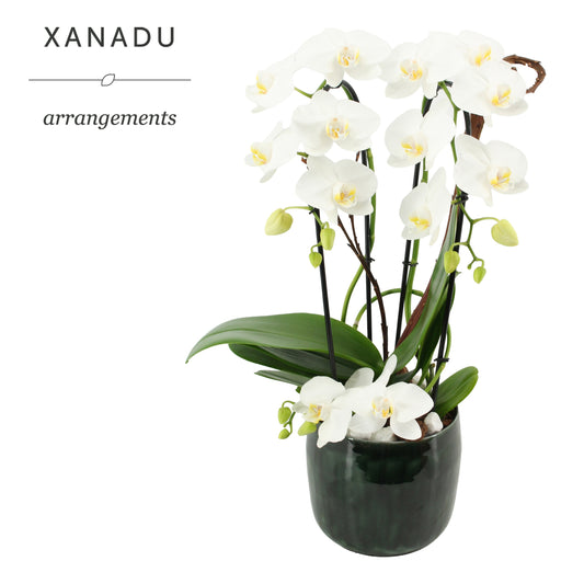 Xanadu Delhi 55cm 19cm Pot
