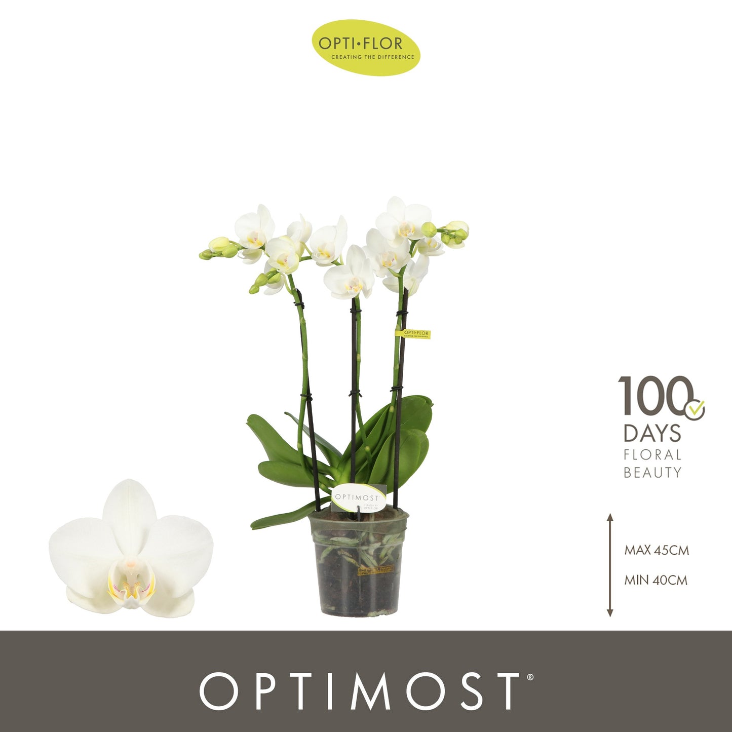 Opti-Flor Phalaenopsis Amabilis Pack of 6