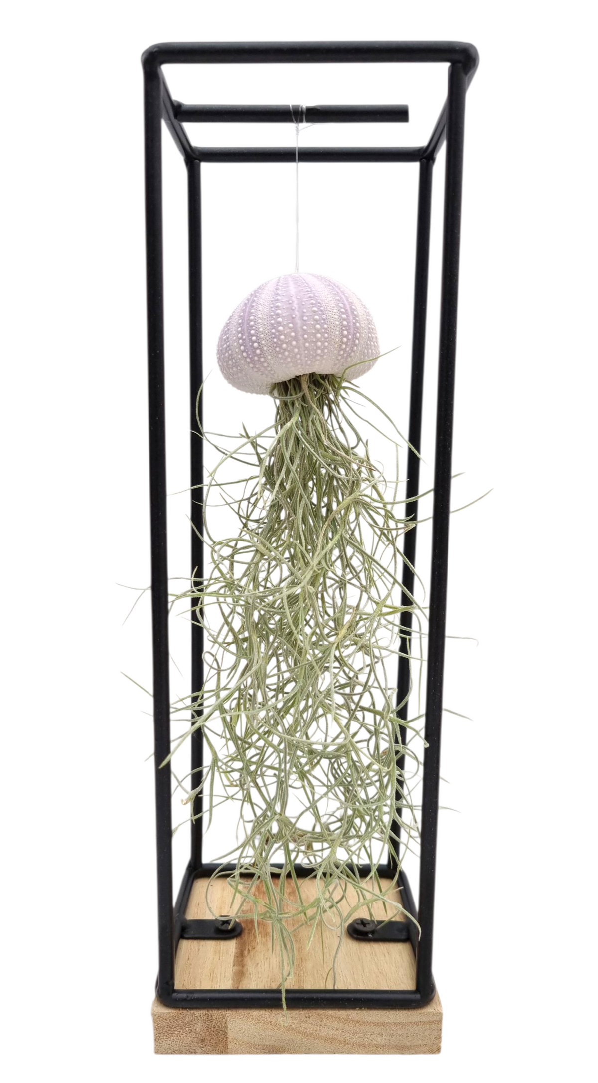 Tillandsia cyanea 30cm 9cm Pot