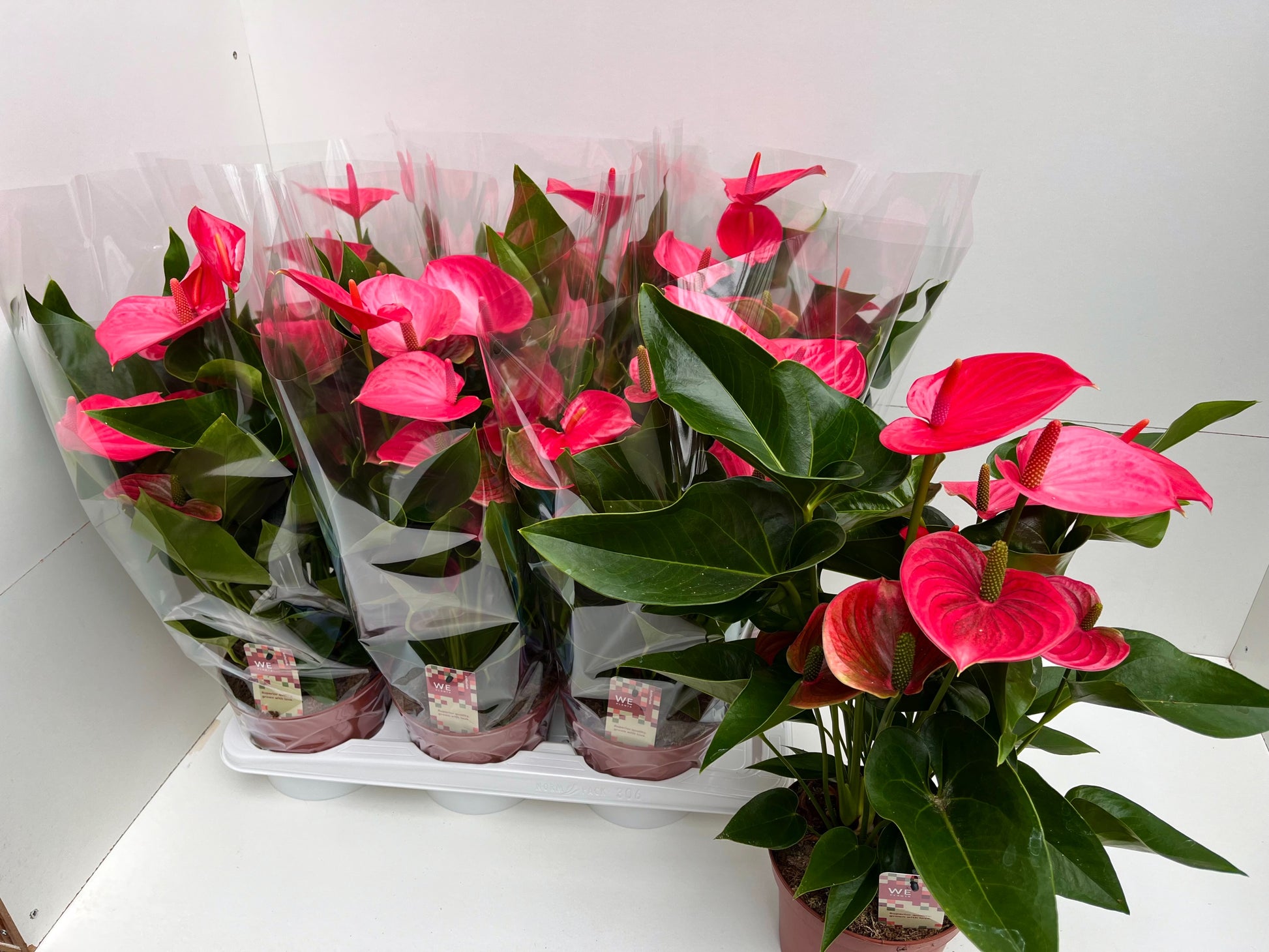 WE-Plants Anthurium Melito Pack of 6