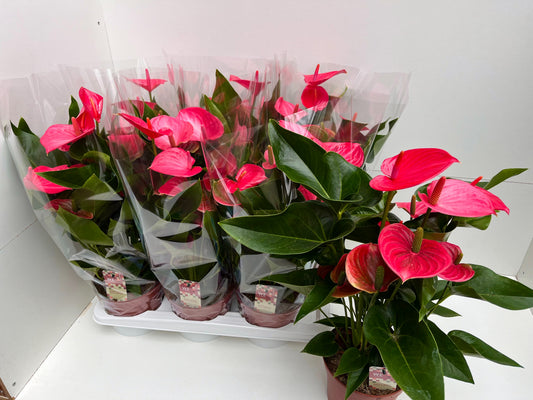 WE-Plants Anthurium Melito Pack of 6