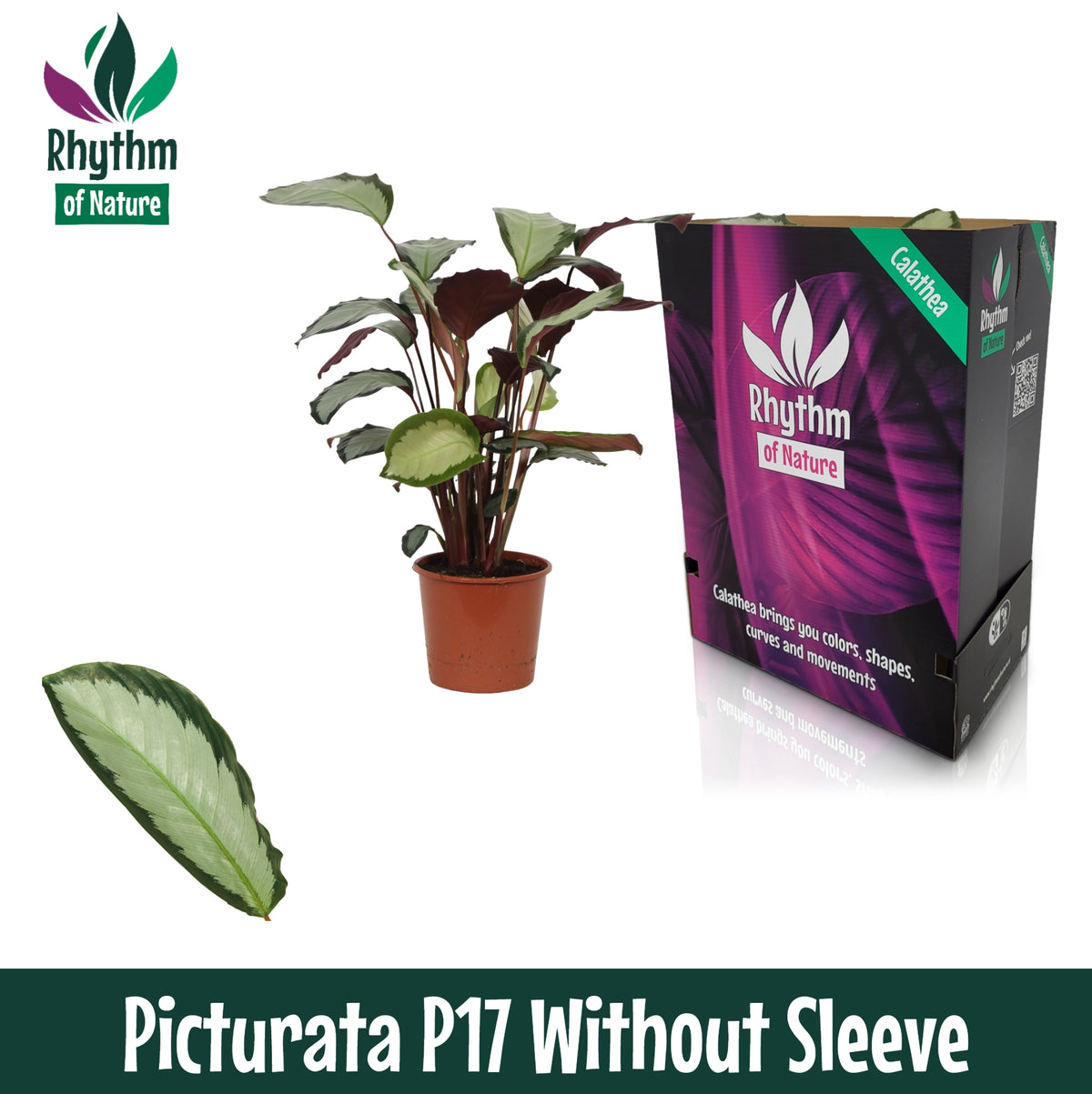 Calathea Argentea 65cm 17cm Pot