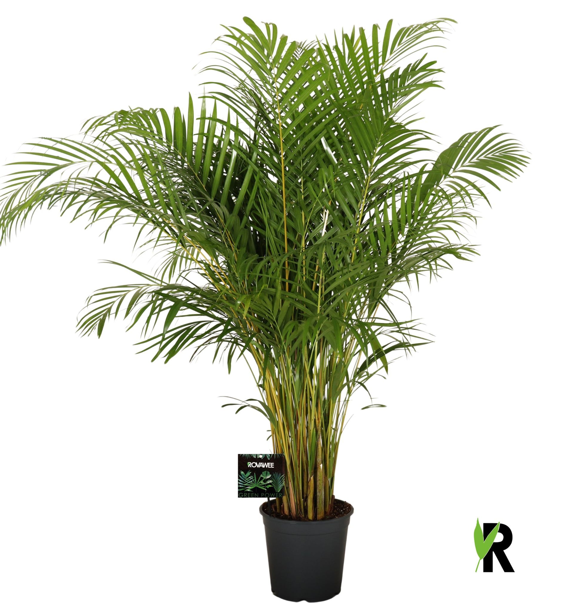 Dypsis lutescens 150cm 27cm Pot