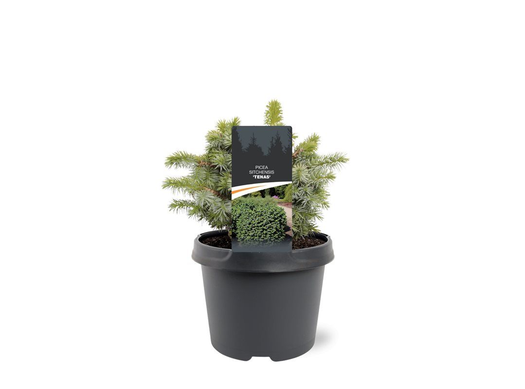 Picea 30cm 19cm Pot