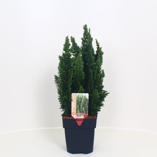 Chamaecyparis yellow 60cm 17cm Pot