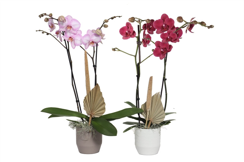 Phalaenopsis mix 55cm 12cm Pot