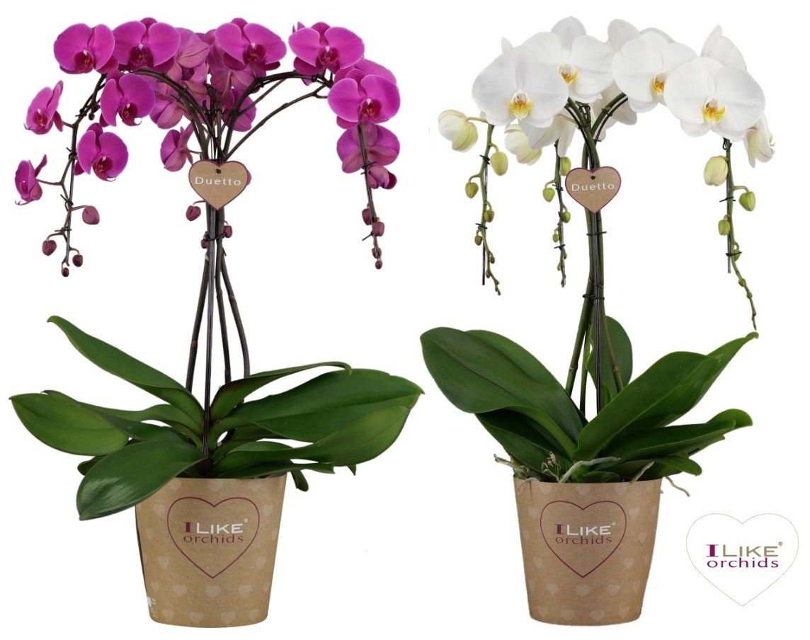 Phalaenopsis mix 60cm 17cm Pot
