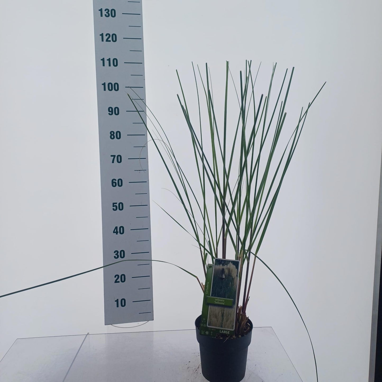 Cortaderia selloana 105cm 19cm Pot