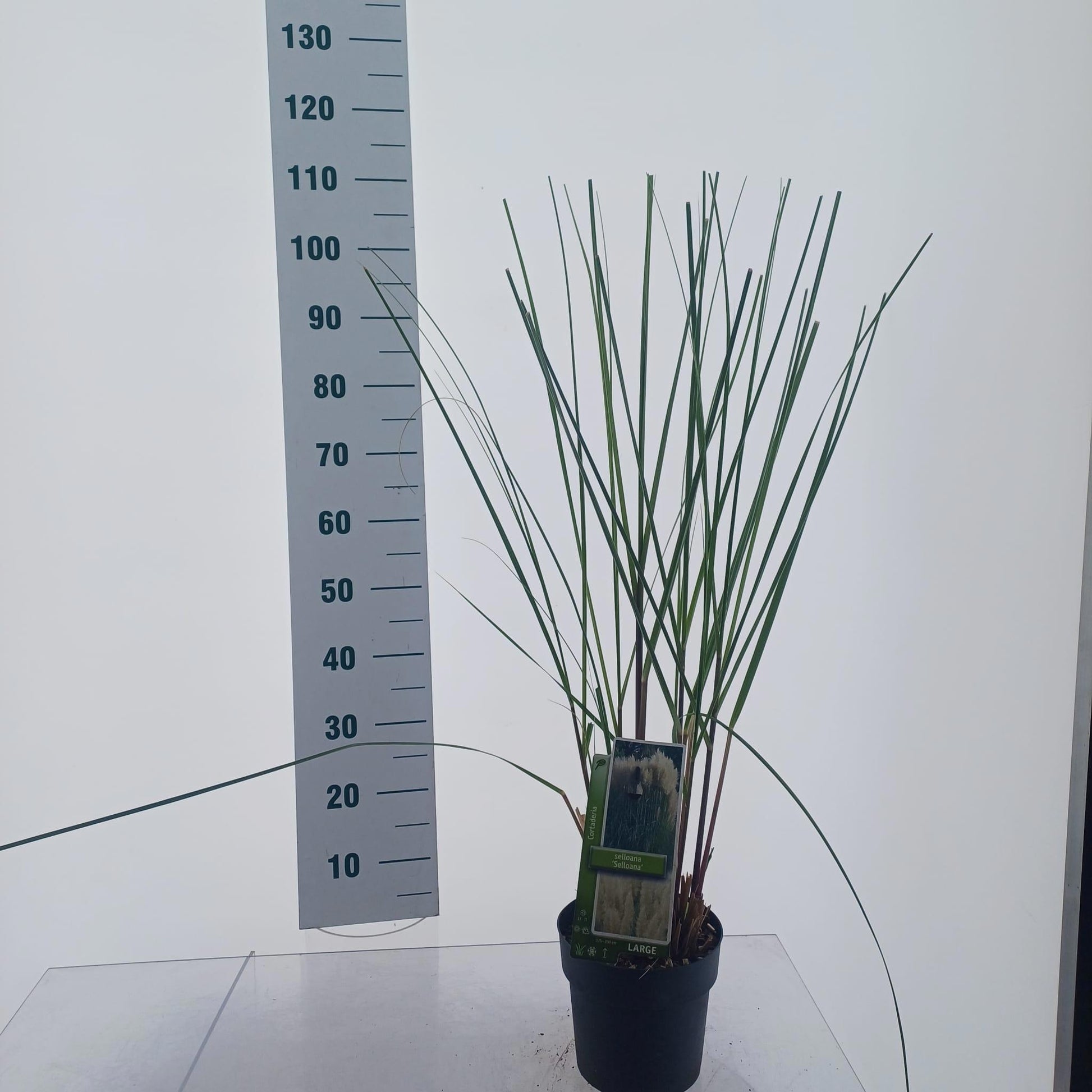 Cortaderia selloana 105cm 19cm Pot