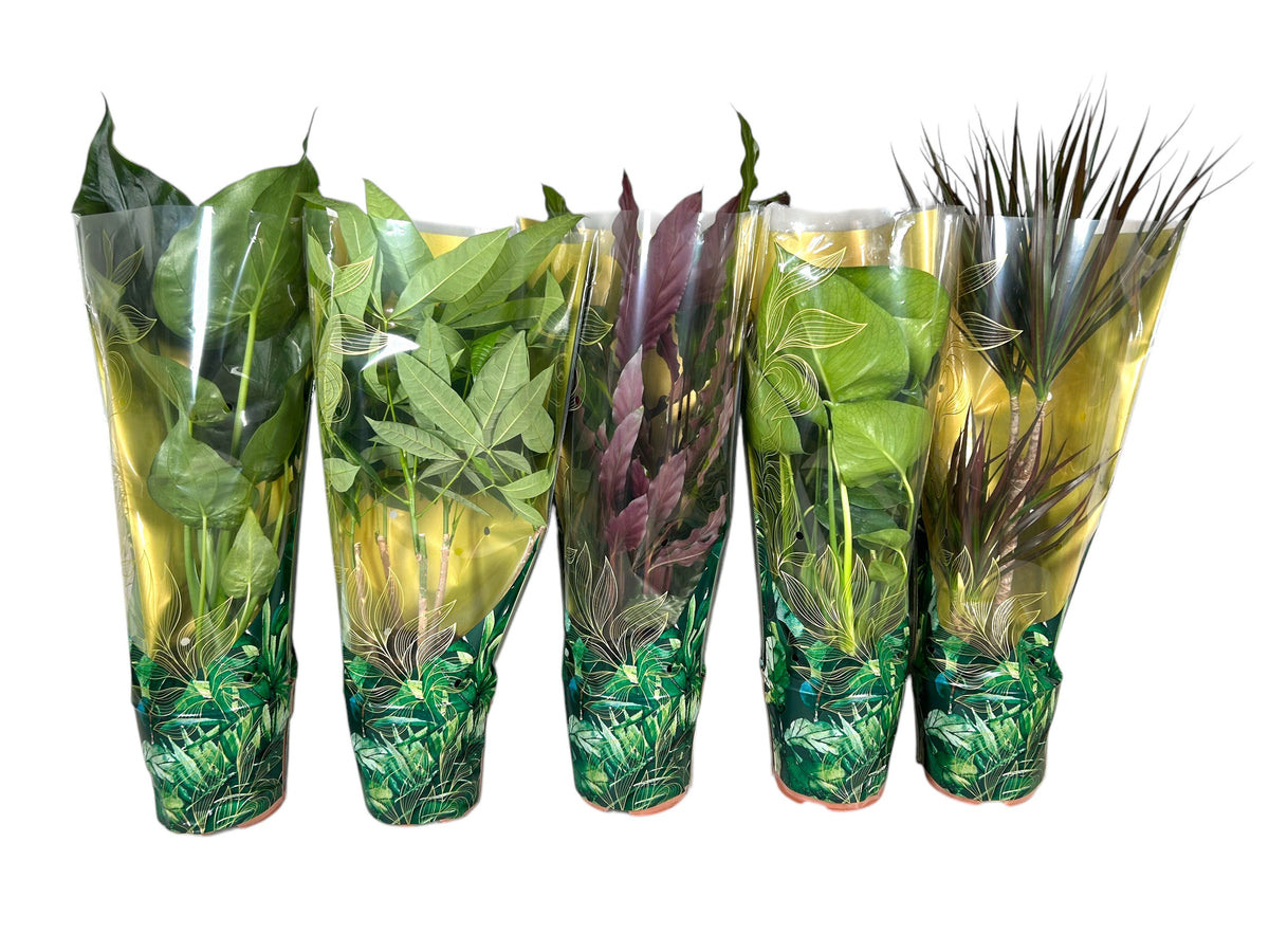 Foliage houseplants mix 60cm 17cm Pot
