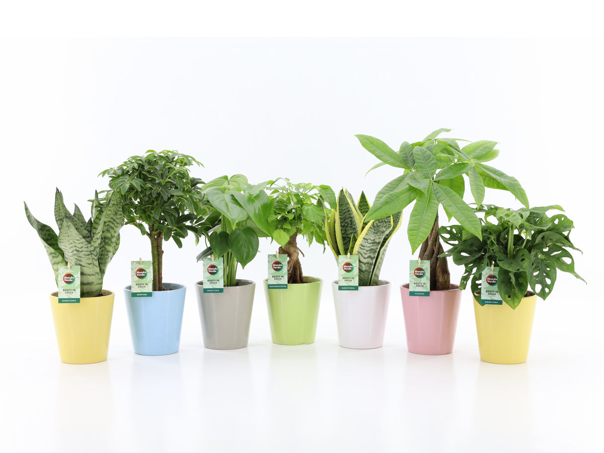 Foliage houseplants mix 35cm 13cm Pot
