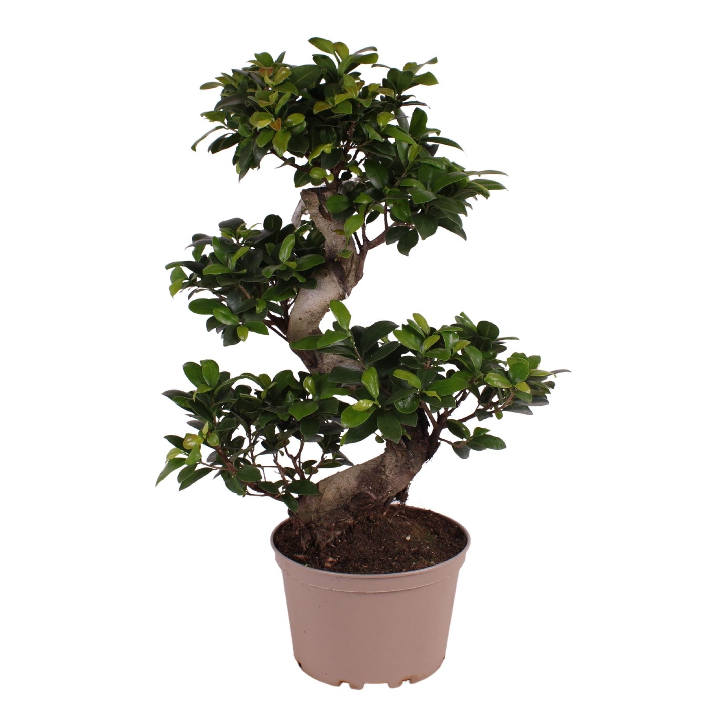 Ficus Ginseng 70cm 22cm Pot
