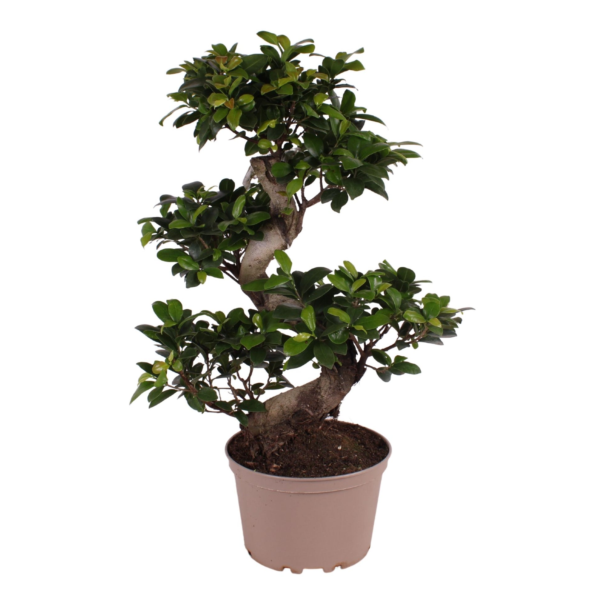 Ficus Ginseng 70cm 22cm Pot