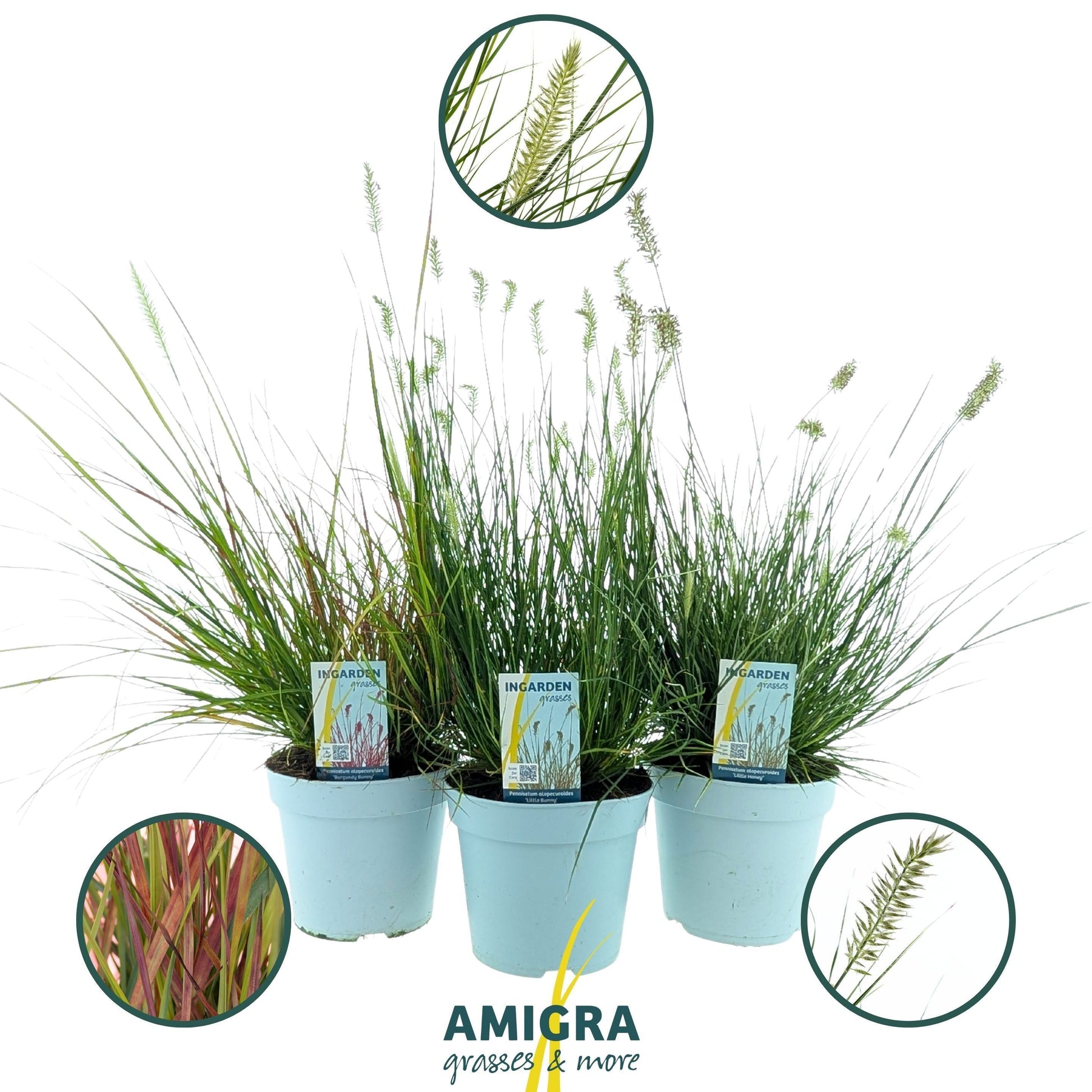 Pennisetum alopecuroides 50cm 17cm Pot