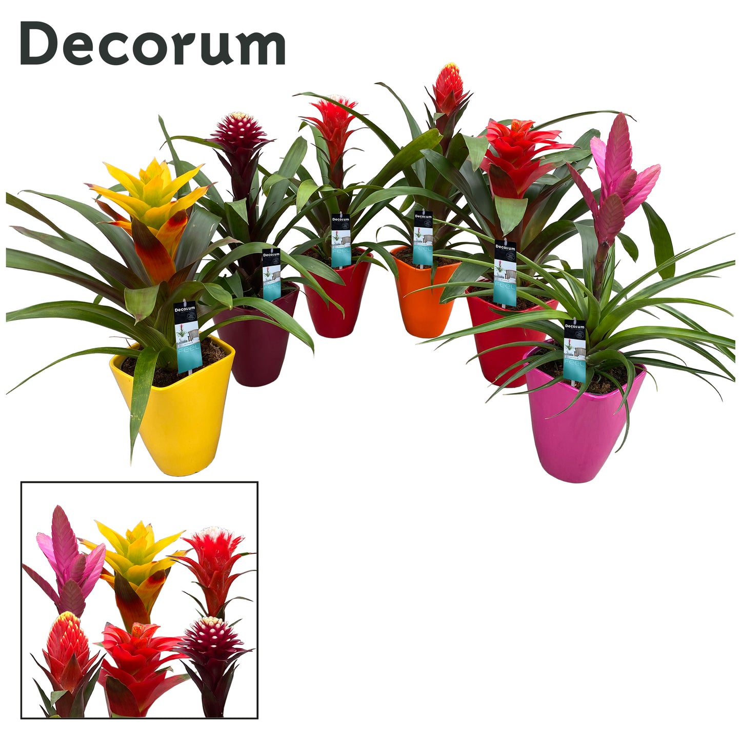 Guzmania mix 50cm 14cm Pot