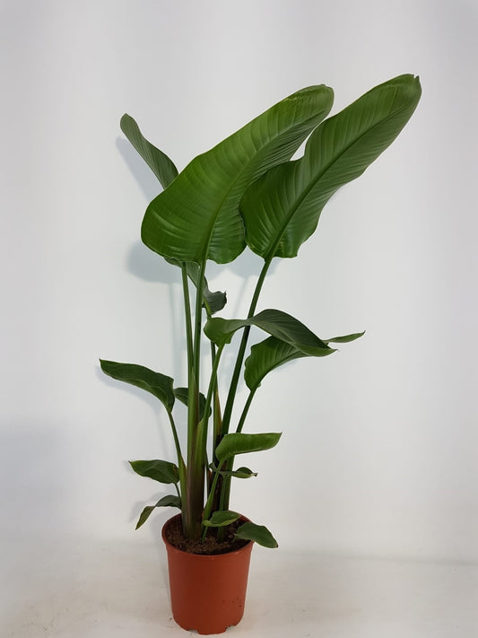 Strelitzia nicolai 85cm 21cm Pot