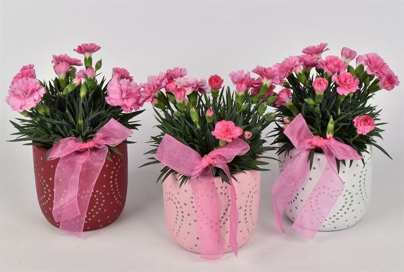 Outdoor arrangement 11cm Pot
