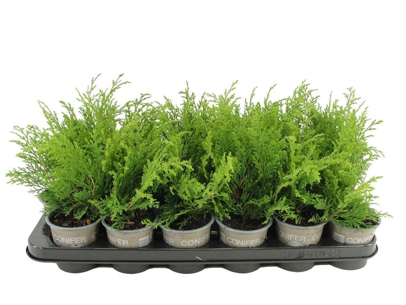 Microbiota decussata 15cm 9cm Pot