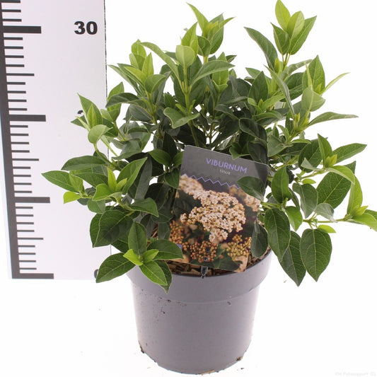 Viburnum tinus 30cm 17cm Pot