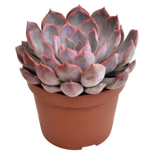 Echeveria Summer 15cm 510cm Pot