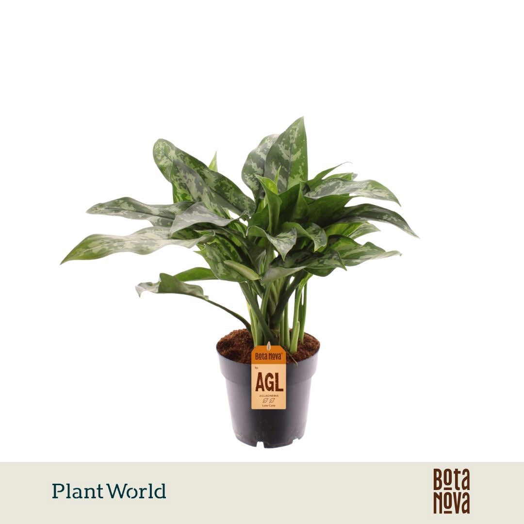 Plantworld Jogrow Aglaonema Maria Pack of 6