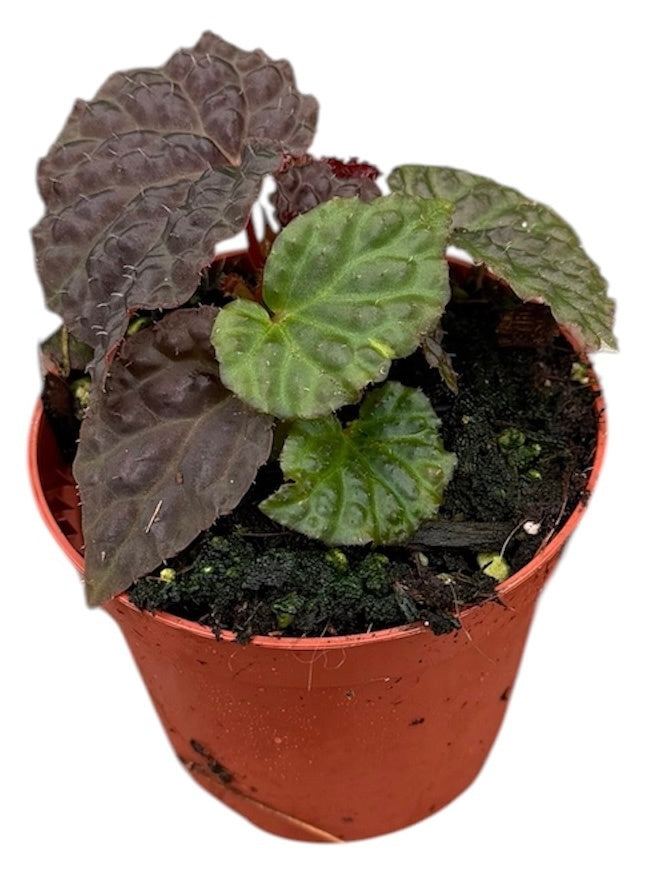 Begonia Cottage Bright Red 12cm 8cm Pot