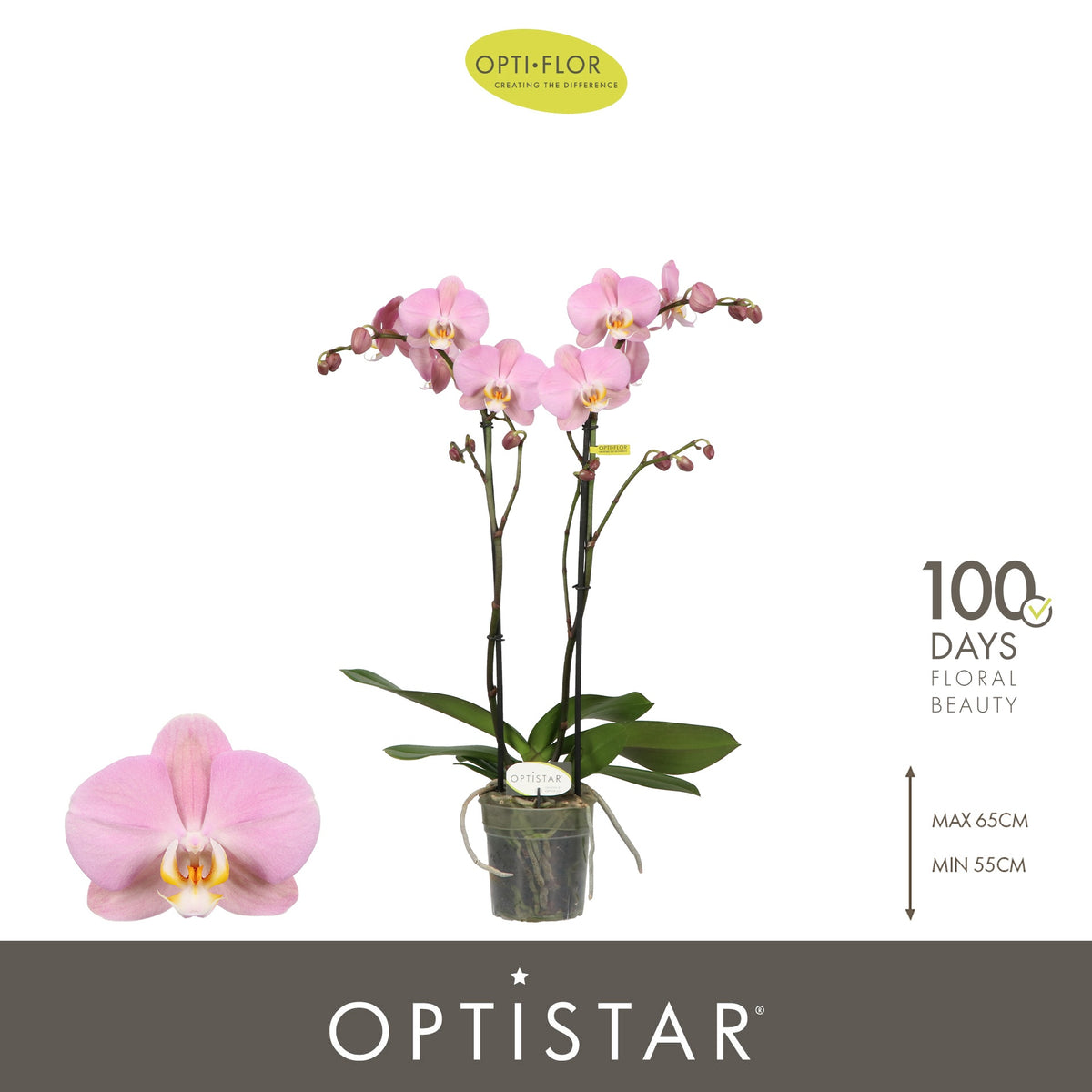 Phalaenopsis Padova 60cm 12cm Pot