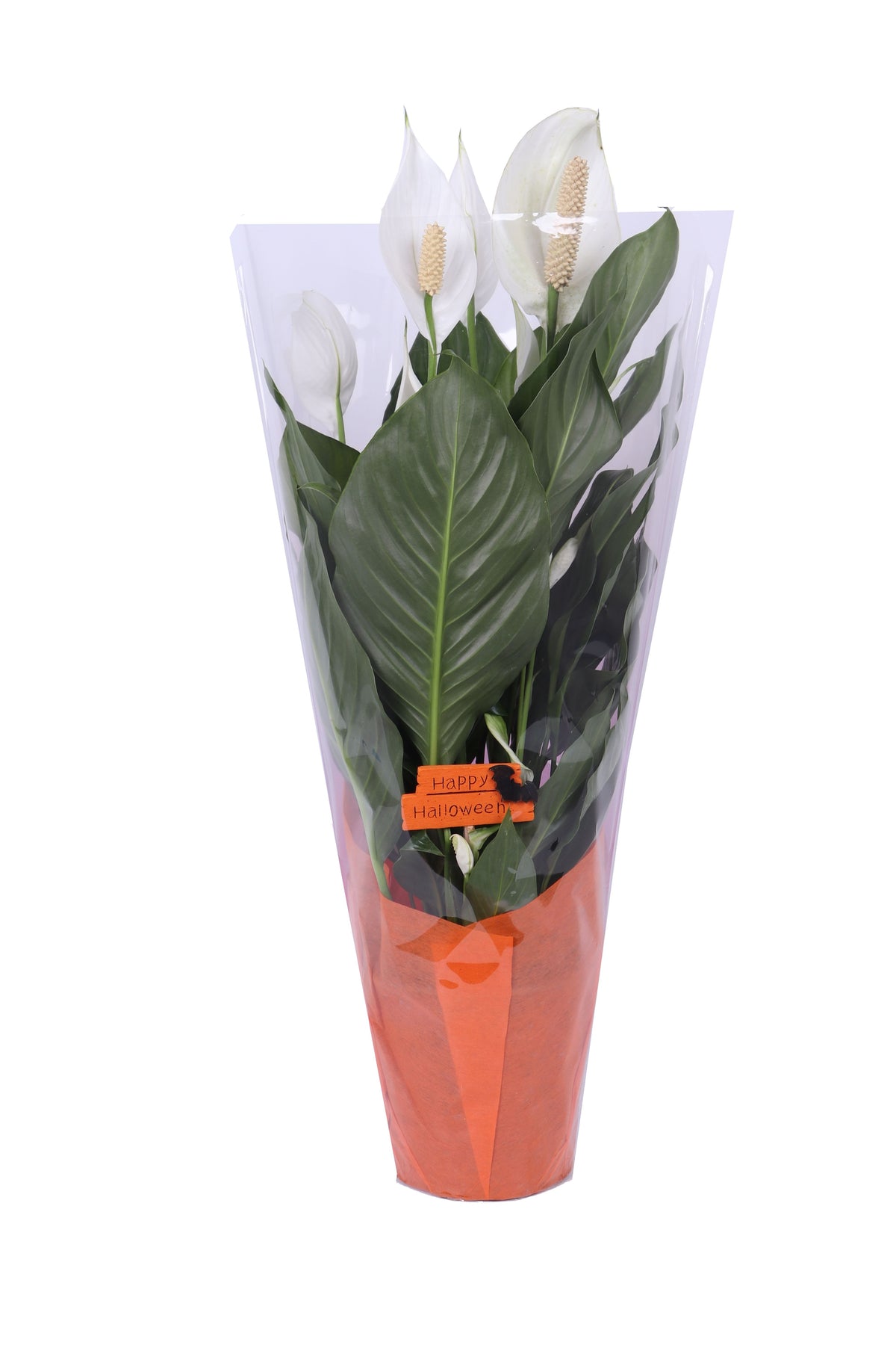 Spathiphyllum Bingo Cupido 70cm 17cm Pot